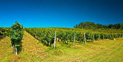 Fototapeta na wymiar Ładne winnicy w Toskanii we Włoszech