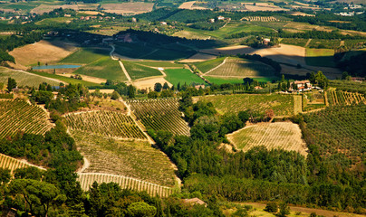Nice vineyard in Tuscany, Italy