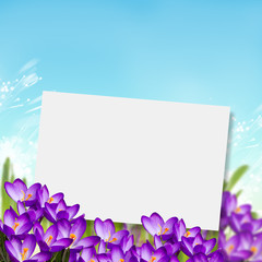 Postcard with fresh flowers crocus  and empty  place for your te