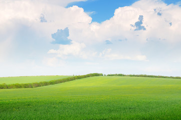 beautiful wheat field and blue cloudy sky