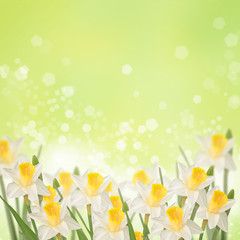 Postcard with fresh daffodils  and place for your text