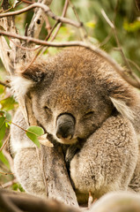 Portrait of Sleeping Koala in the wild