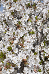 Flowering sour cherry portrait