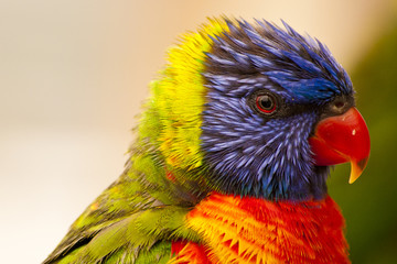 Very colorful Australian bird
