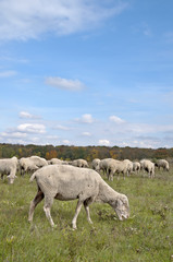 Obraz premium Sheep on autumn color meadow