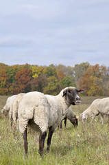 Fototapeta premium Sheep on autumn color meadow