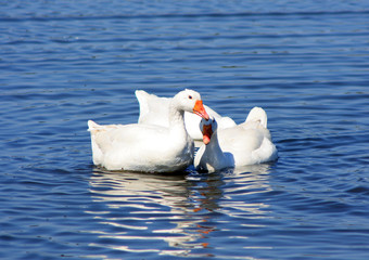 geese on the lake