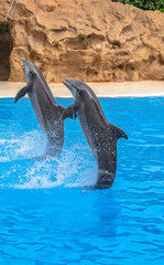 Dolphins performing a tail stand during a park show