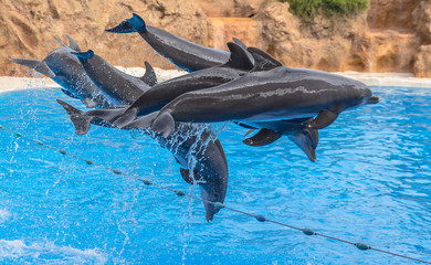 Dolphins suspended in the air in the middle of a jump