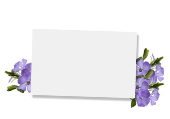 Empty tag for your text and fresh periwinkle flowers