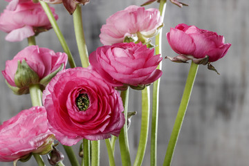 Pink persian buttercup flowers (ranunculus) on wooden background