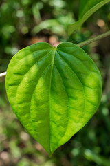 Betal leaf also known as Piper betle