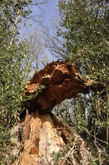 Tree in the Storms