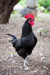 Hahn in Freilandhaltung