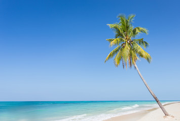 Coconut tree at the beach