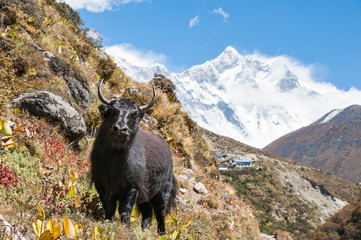 Yak standing in himalayas, with Lhotse and Everest in background - obrazy, fototapety, plakaty