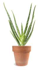 aloe vera plant