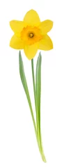 Crédence de cuisine en verre imprimé Narcisse Jonquille jaune