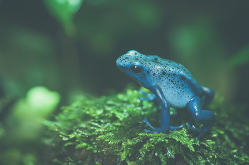 Grenouille azur
