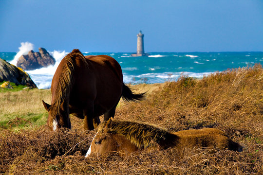 Chevaux sur la c&ocirc;te sauvage, Argenton, Porspoder, Bretagne