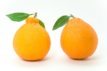 Two oranges isolated on white background