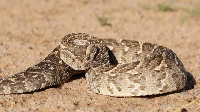Puff adder in defensive position with flicking tongue