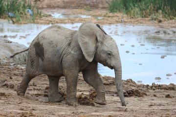 Baby African Elephant at Water Hole