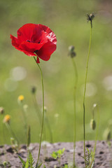 Poppy on green grass