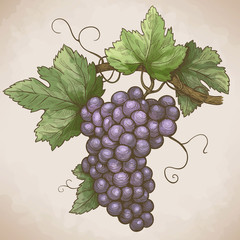 engraving grapes on the branch in retro style