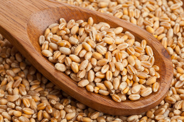 Wheat seed