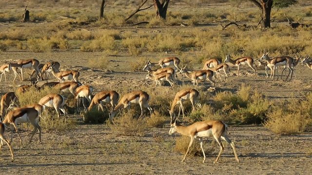 Herd of springbok antelopes feeding in Kalahari desert