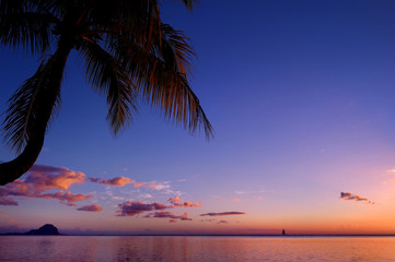 Fototapeta na wymiar Palm tree silhouette on sunset beach