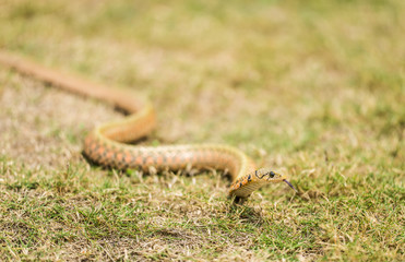 snake