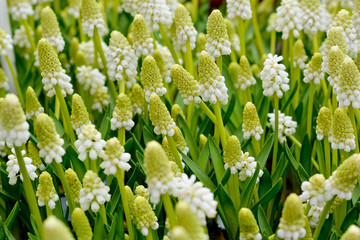 Blütenmeer in grün weiss