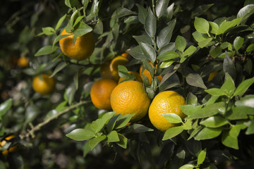 Mandarins  on a branch
