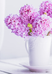 Pink  hyacinths in white vase on white background