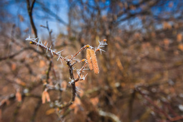 branches covered with hoarfrost