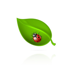 Red ladybird on green leaf.