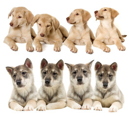 set of puppies looks