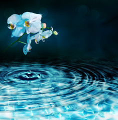 drop in water with orchid, in dark