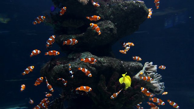 Clown fishes and zebrasoma yellow fish in aquarium