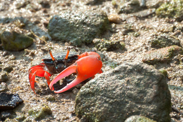 Red-clawed fiddler crab in the mangroves of Tai O, Hong Kong © Stripped Pixel
