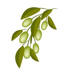 Green Olives on A Branch on White Background