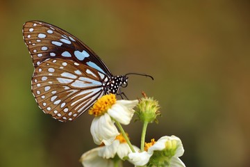 Fototapeta na wymiar Beautiful butterfly on a flower in the botaincal garden of Chiang mai