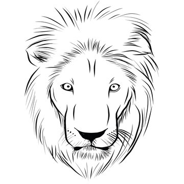 Head of lion hand - drawn