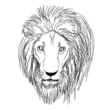 Head of lion hand - drawn