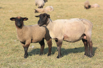 Fototapeta premium 2 moutons