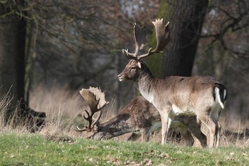 The Fallow Deer (Dama dama) - transition Winter-Spring