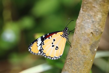 Obraz premium butterfly, taken in the botanical gardens of chiang mai
