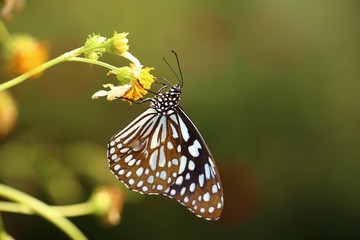 butterfly on a yellow flower, taken in the botanical gardens